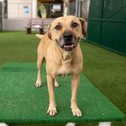 Shelter Stray Male Dog last seen , 361 S Raymond Ave, Pasadena, CA 91105, USA