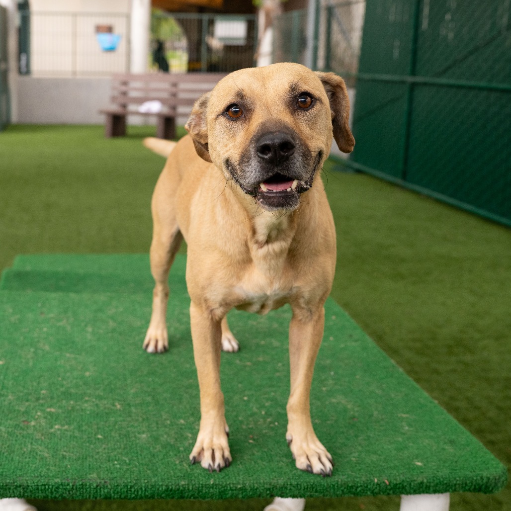 Shelter Stray Male Dog last seen , 361 S Raymond Ave, Pasadena, CA 91105, USA