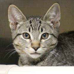 Shelter Stray Male Cat last seen , 361 S Raymond Ave, Pasadena, CA 91105, USA