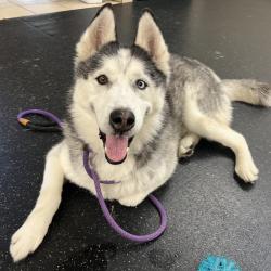 Shelter Stray Male Dog last seen , 361 S Raymond Ave, Pasadena, CA 91105, USA