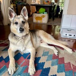 Shelter Stray Male Dog last seen , 361 S Raymond Ave, Pasadena, CA 91105, USA