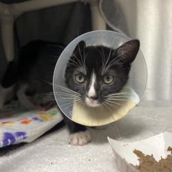 Shelter Stray Male Cat last seen , 361 S Raymond Ave, Pasadena, CA 91105, USA