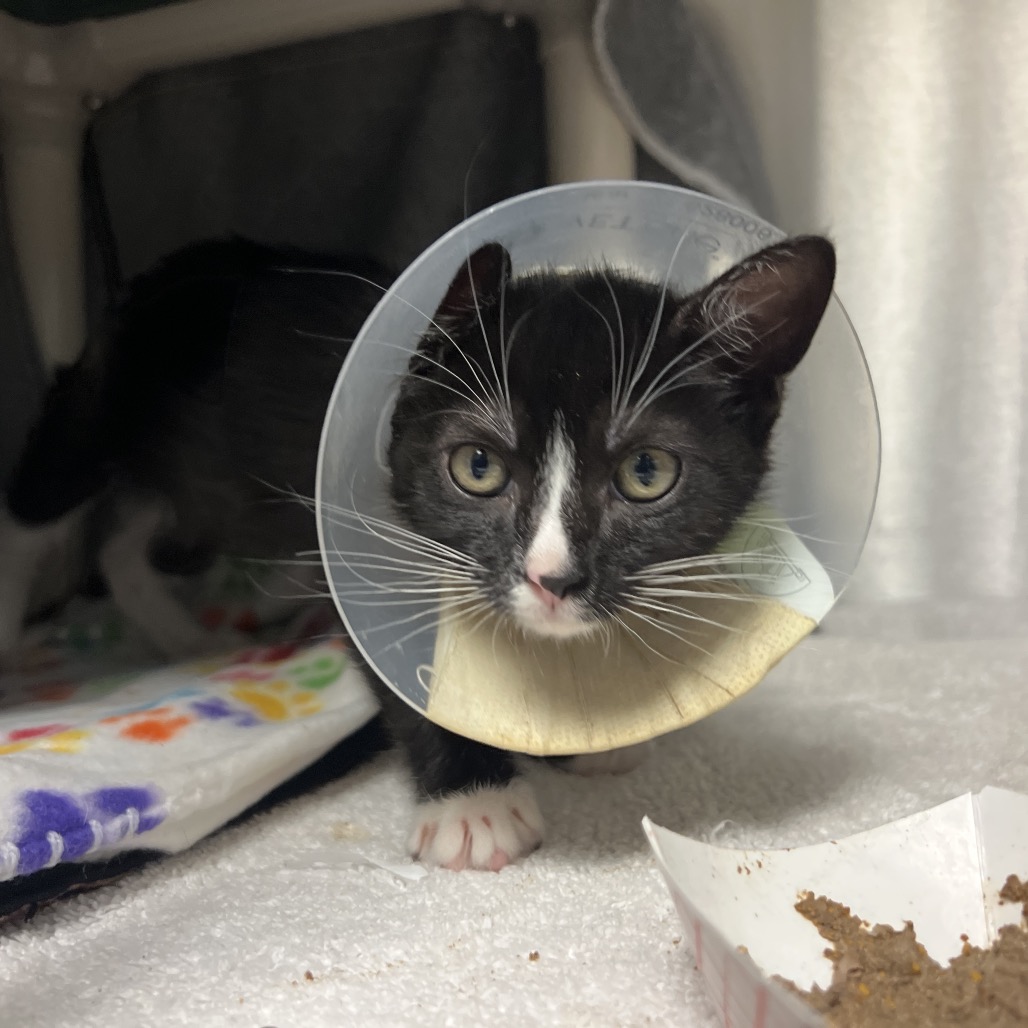 Shelter Stray Male Cat last seen , 361 S Raymond Ave, Pasadena, CA 91105, USA