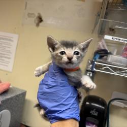 Shelter Stray Female Cat last seen , 361 S Raymond Ave, Pasadena, CA 91105, USA