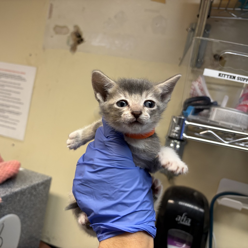 Shelter Stray Female Cat last seen , 361 S Raymond Ave, Pasadena, CA 91105, USA