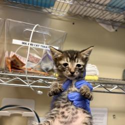 Shelter Stray Male Cat last seen , 361 S Raymond Ave, Pasadena, CA 91105, USA