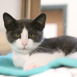 Shelter Stray Male Cat last seen , 361 S Raymond Ave, Pasadena, CA 91105, USA