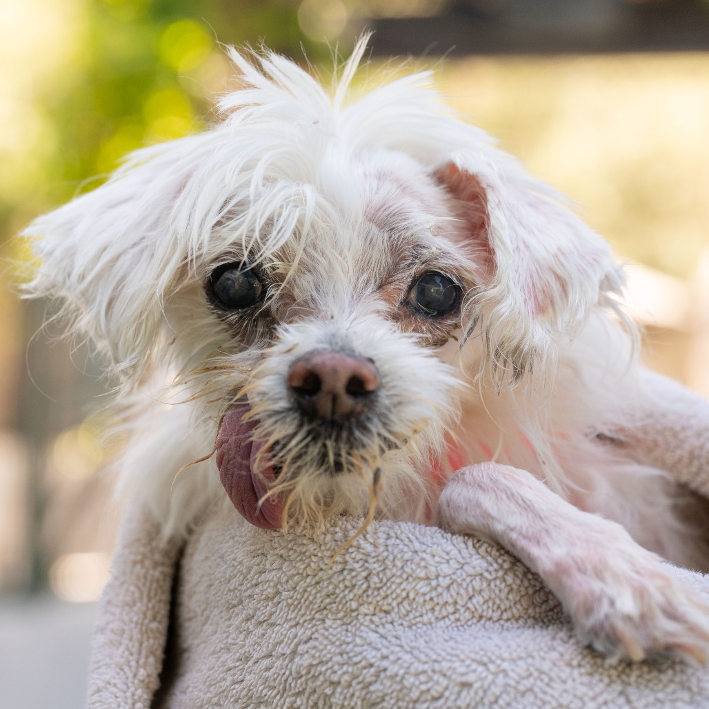 Shelter Stray Female Dog last seen , 361 S Raymond Ave, Pasadena, CA 91105, USA