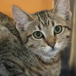 Shelter Stray Female Cat last seen , 361 S Raymond Ave, Pasadena, CA 91105, USA