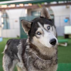 Shelter Stray Male Dog last seen , 361 S Raymond Ave, Pasadena, CA 91105, USA