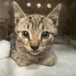 Shelter Stray Male Cat last seen , 361 S Raymond Ave, Pasadena, CA 91105, USA