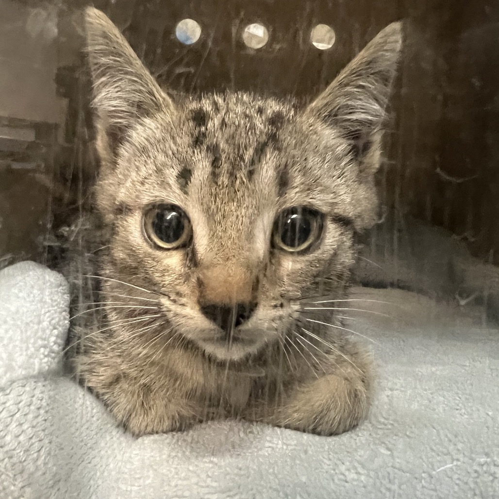 Shelter Stray Male Cat last seen , 361 S Raymond Ave, Pasadena, CA 91105, USA