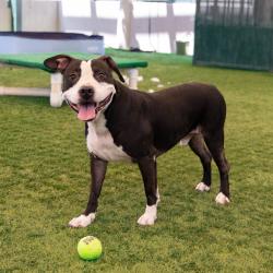 Shelter Stray Male Dog last seen , 361 S Raymond Ave, Pasadena, CA 91105, USA