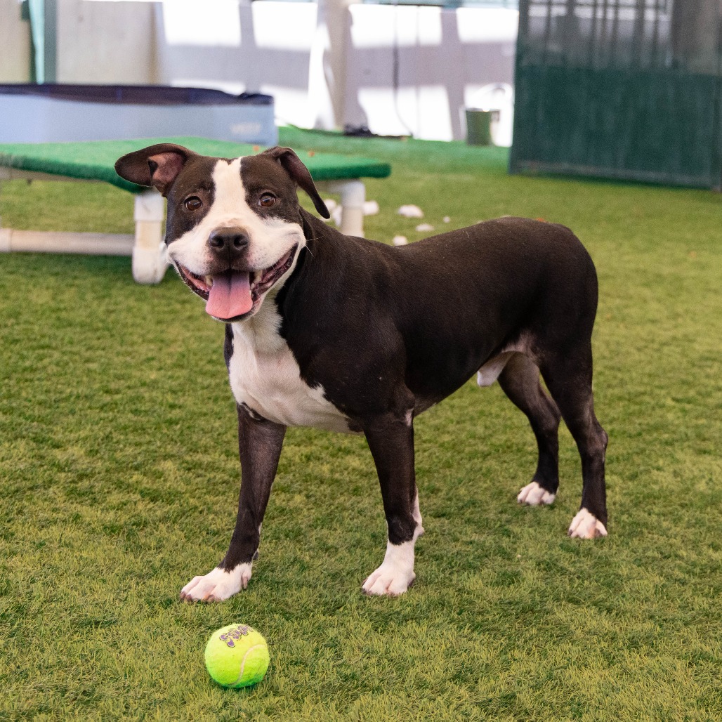 Shelter Stray Male Dog last seen , 361 S Raymond Ave, Pasadena, CA 91105, USA