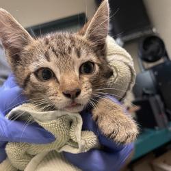Shelter Stray Male Cat last seen , 361 S Raymond Ave, Pasadena, CA 91105, USA
