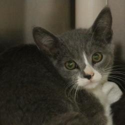 Shelter Stray Male Cat last seen , 361 S Raymond Ave, Pasadena, CA 91105, USA