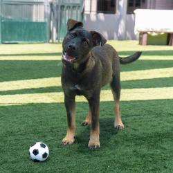 Shelter Stray Male Dog last seen , 361 S Raymond Ave, Pasadena, CA 91105, USA