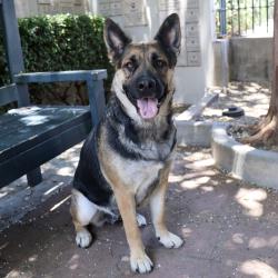 Shelter Stray Female Dog last seen , 361 S Raymond Ave, Pasadena, CA 91105, USA