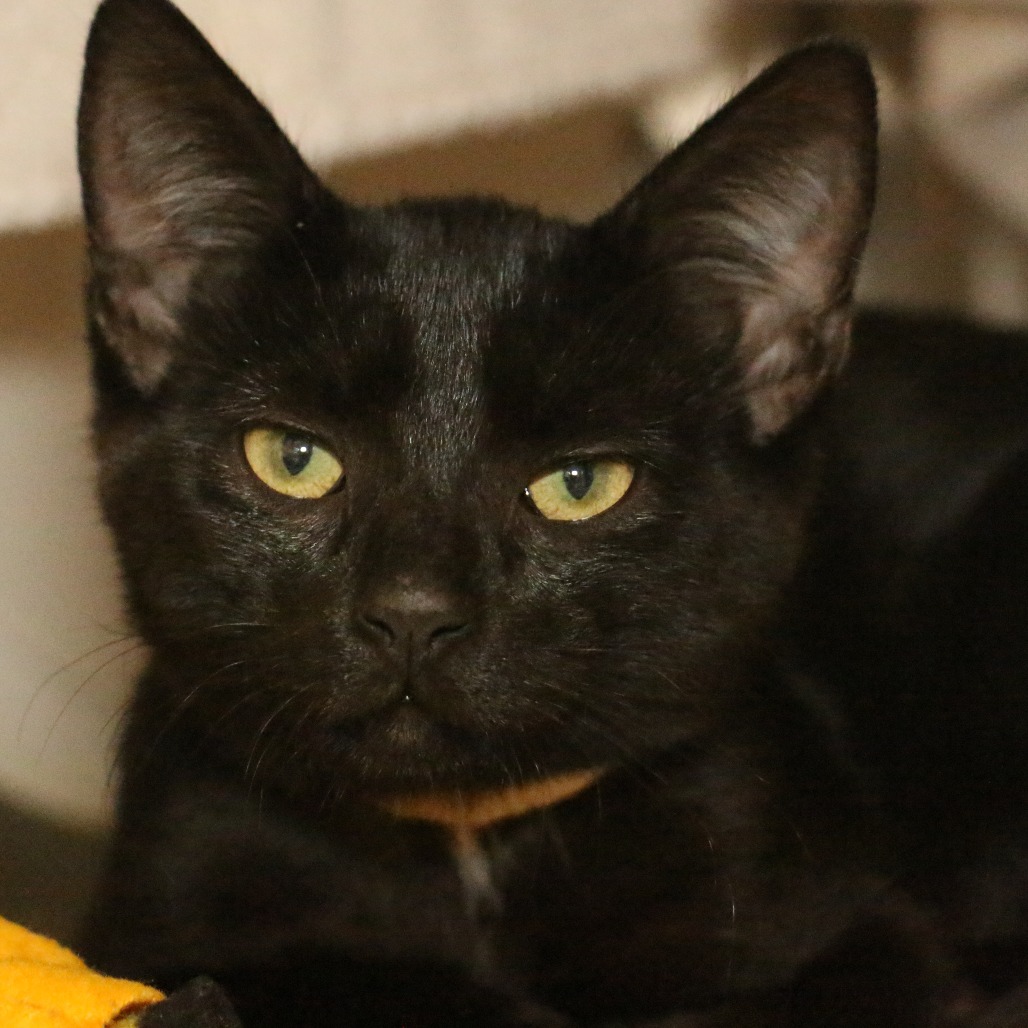 Shelter Stray Female Cat last seen , 361 S Raymond Ave, Pasadena, CA 91105, USA