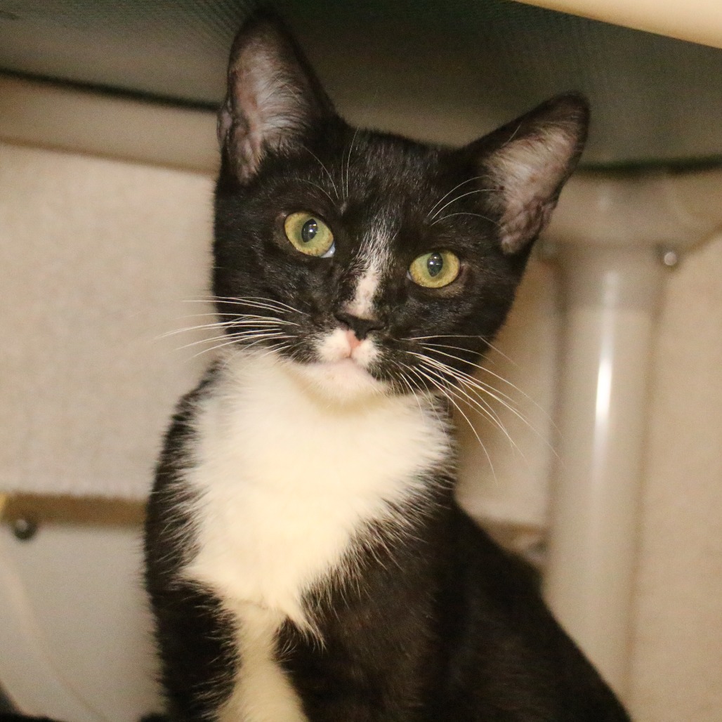 Shelter Stray Male Cat last seen , 361 S Raymond Ave, Pasadena, CA 91105, USA