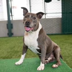 Shelter Stray Male Dog last seen , 361 S Raymond Ave, Pasadena, CA 91105, USA