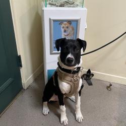 Shelter Stray Male Dog last seen , 361 S Raymond Ave, Pasadena, CA 91105, USA