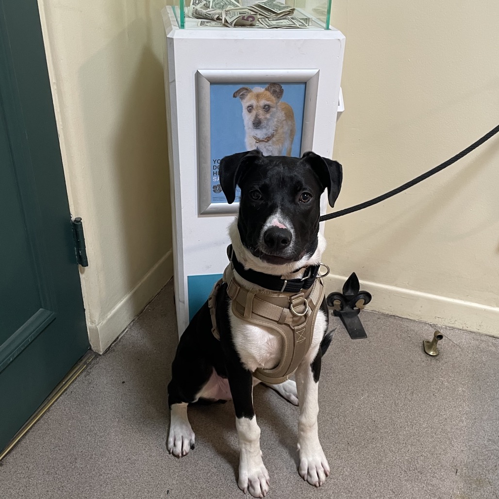 Shelter Stray Male Dog last seen , 361 S Raymond Ave, Pasadena, CA 91105, USA