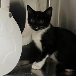 Shelter Stray Male Cat last seen , 361 S Raymond Ave, Pasadena, CA 91105, USA