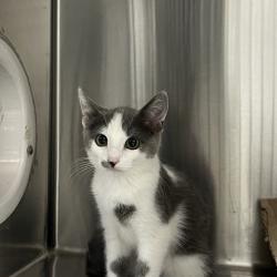 Shelter Stray Male Cat last seen , 361 S Raymond Ave, Pasadena, CA 91105, USA