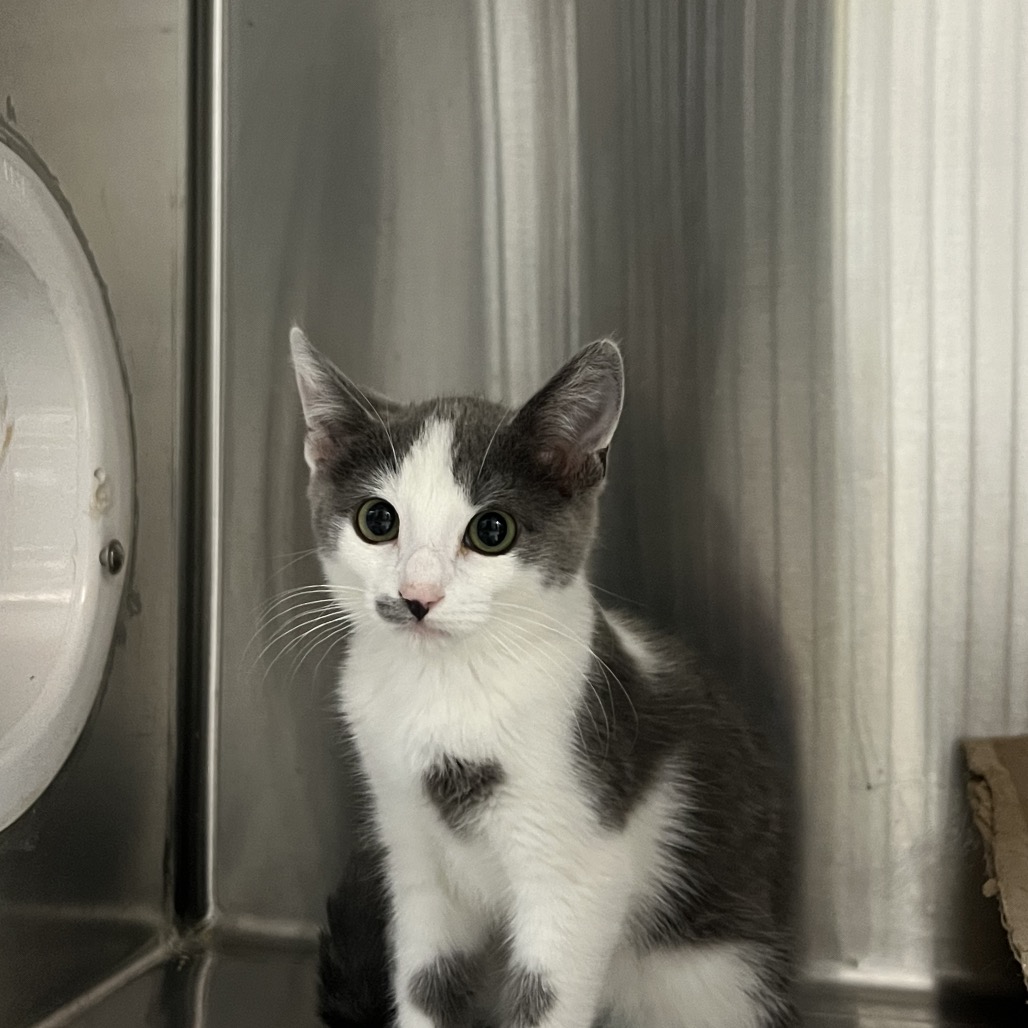 Shelter Stray Male Cat last seen , 361 S Raymond Ave, Pasadena, CA 91105, USA