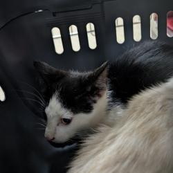 Shelter Stray Male Cat last seen , 361 S Raymond Ave, Pasadena, CA 91105, USA