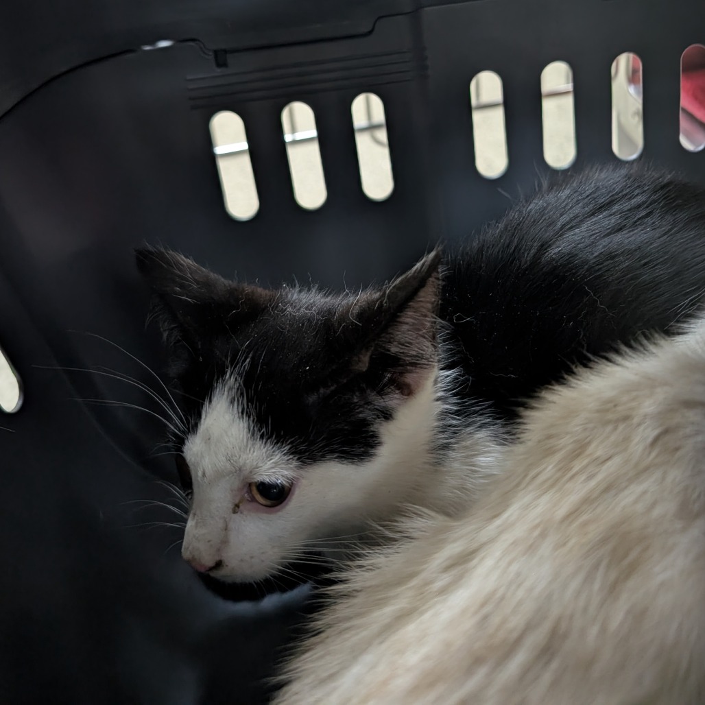 Shelter Stray Male Cat last seen , 361 S Raymond Ave, Pasadena, CA 91105, USA
