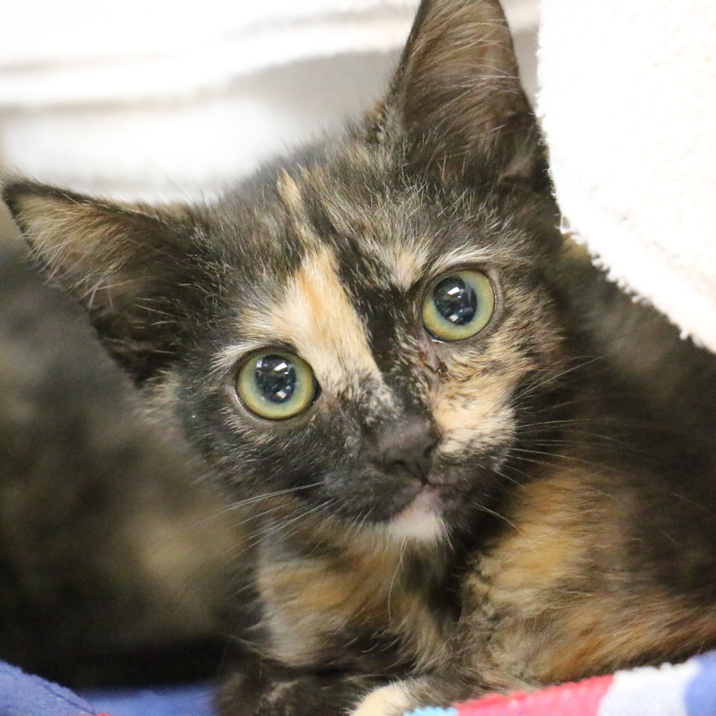 Shelter Stray Female Cat last seen , 361 S Raymond Ave, Pasadena, CA 91105, USA