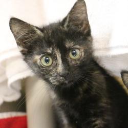 Shelter Stray Female Cat last seen , 361 S Raymond Ave, Pasadena, CA 91105, USA