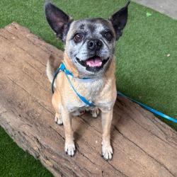 Shelter Stray Male Dog last seen , 361 S Raymond Ave, Pasadena, CA 91105, USA