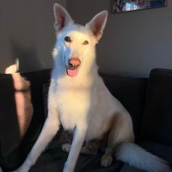 Shelter Stray Male Dog last seen , 361 S Raymond Ave, Pasadena, CA 91105, USA