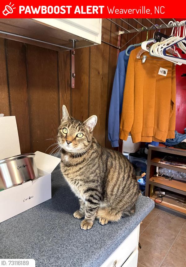 Lost Male Cat last seen Wildwood Park in Weaverville, NC, Weaverville, NC 28787