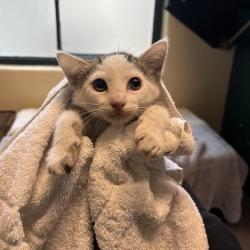 Shelter Stray Female Cat last seen , 361 S Raymond Ave, Pasadena, CA 91105, USA