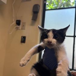 Shelter Stray Male Cat last seen , 361 S Raymond Ave, Pasadena, CA 91105, USA