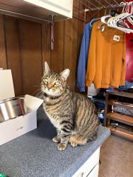 Lost Male Cat last seen Wildwood Park in Weaverville, NC, Weaverville, NC 28787