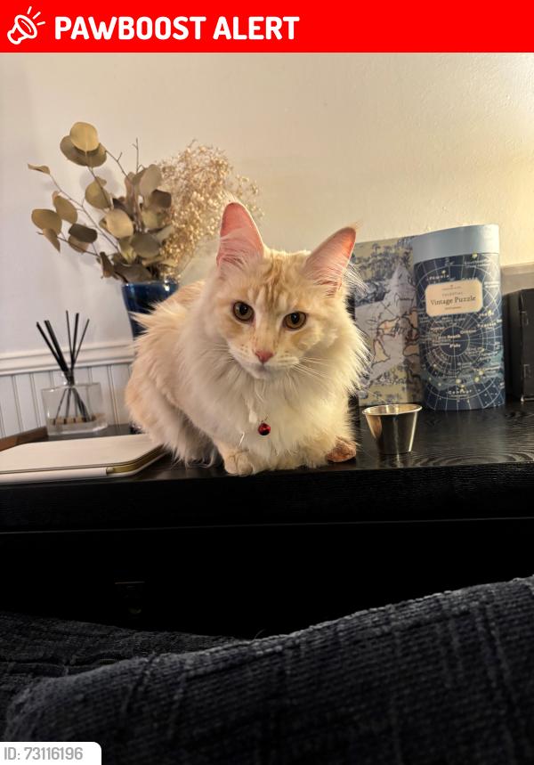 Lost Female Cat last seen Near 52nd ave w mountlake terrace wa 98043, Mountlake Terrace, WA 98043