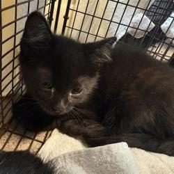 Shelter Stray Female Cat last seen , 361 S Raymond Ave, Pasadena, CA 91105, USA