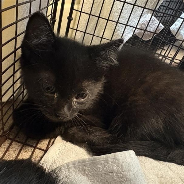 Shelter Stray Female Cat last seen , 361 S Raymond Ave, Pasadena, CA 91105, USA