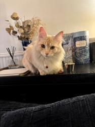 Lost Female Cat last seen Near 52nd ave w mountlake terrace wa 98043, Mountlake Terrace, WA 98043