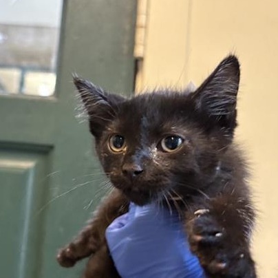 Shelter Stray Male Cat last seen , 361 S Raymond Ave, Pasadena, CA 91105, USA