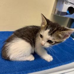 Shelter Stray Male Cat last seen , 361 S Raymond Ave, Pasadena, CA 91105, USA