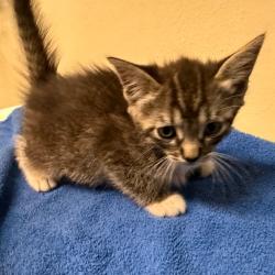 Shelter Stray Female Cat last seen , 361 S Raymond Ave, Pasadena, CA 91105, USA