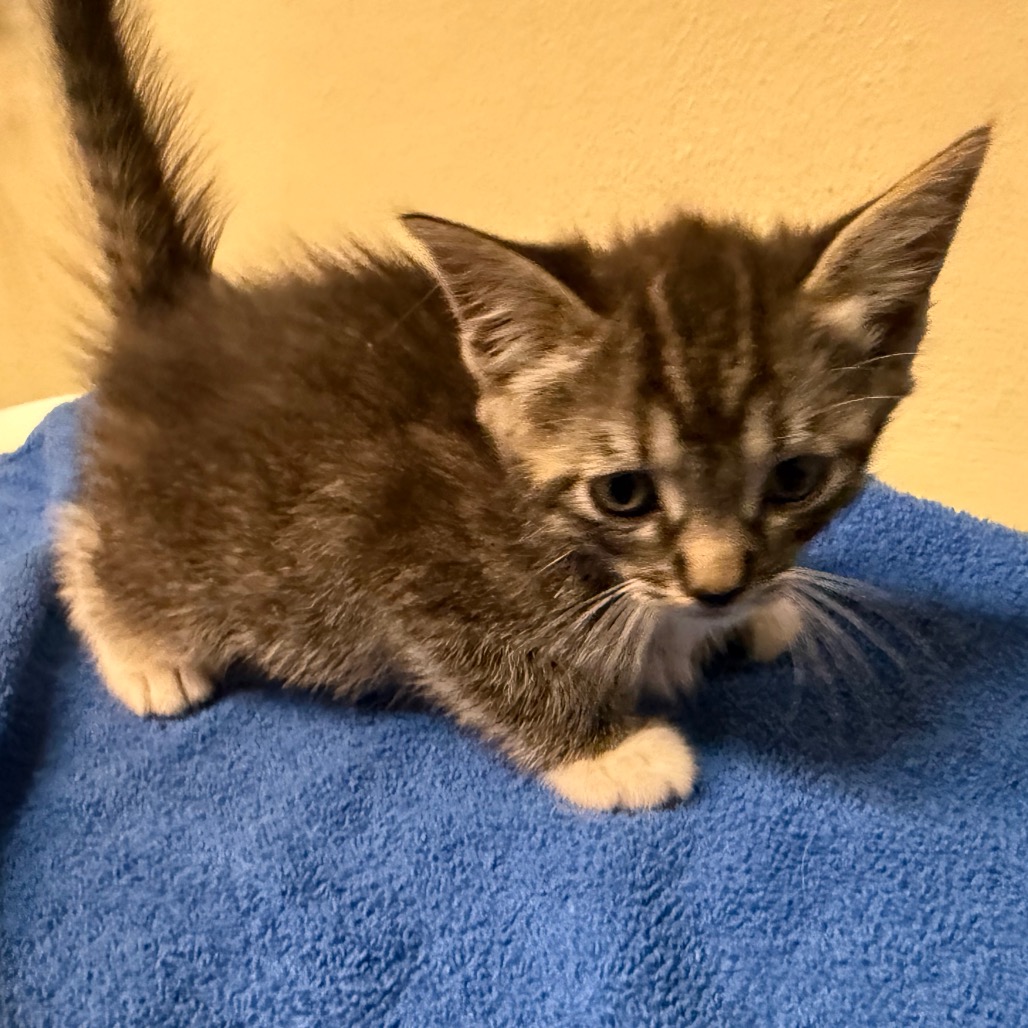 Shelter Stray Female Cat last seen , 361 S Raymond Ave, Pasadena, CA 91105, USA