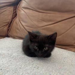 Shelter Stray Female Cat last seen , 361 S Raymond Ave, Pasadena, CA 91105, USA