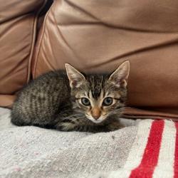 Shelter Stray Female Cat last seen , 361 S Raymond Ave, Pasadena, CA 91105, USA